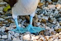 Blue Footed Booby feet Royalty Free Stock Photo